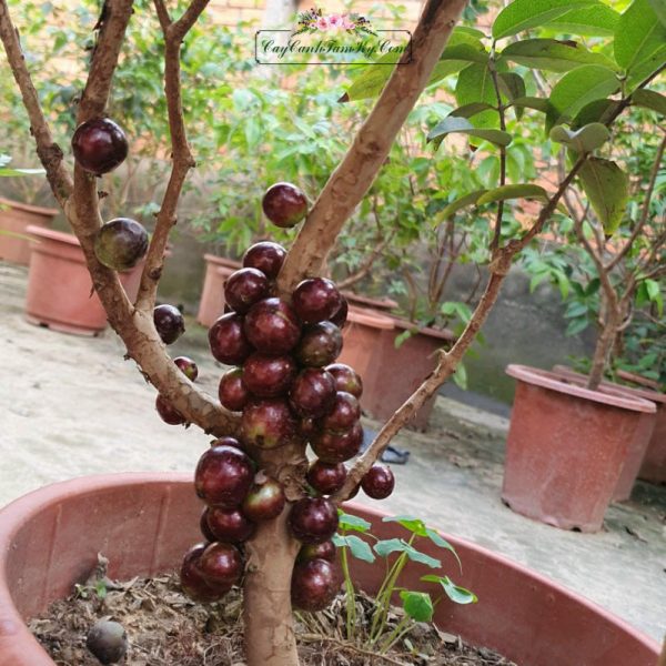 Cây nho - Đặc điểm, giá bán, công dụng, cách chăm sóc cây nho