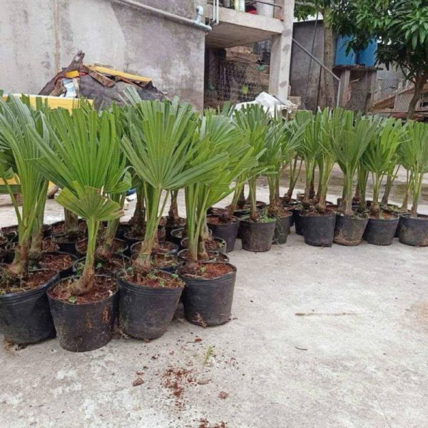 Cây thốt nốt - Đặc điểm, giá bán, công dụng, cách trồng và chăm sóc cây thốt nốt