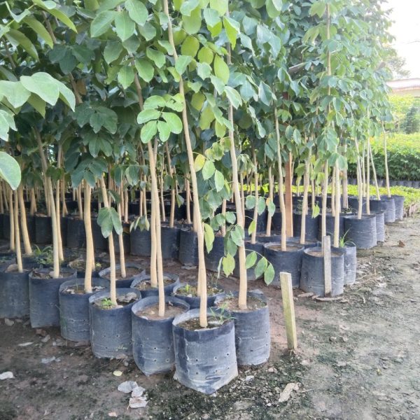 Cây gõ đỏ - Đặc điểm, công dụng, cách trồng và chăm sóc cây gõ đỏ