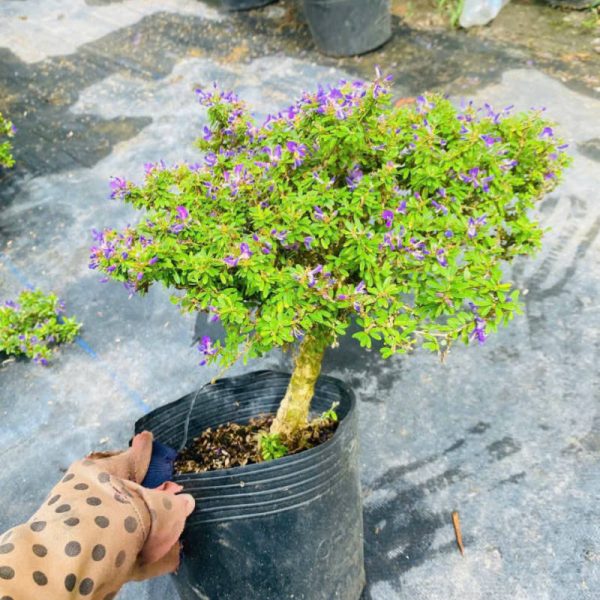 Cây linh sam hạt gạo