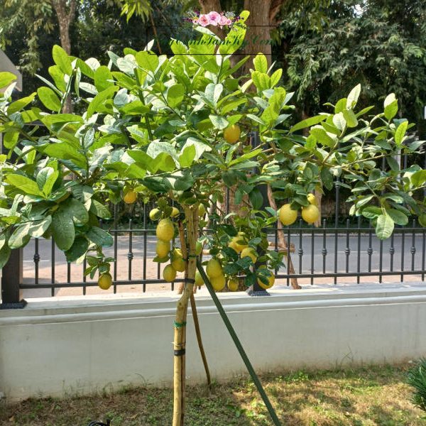 Cây chanh mỹ - cây chanh tây