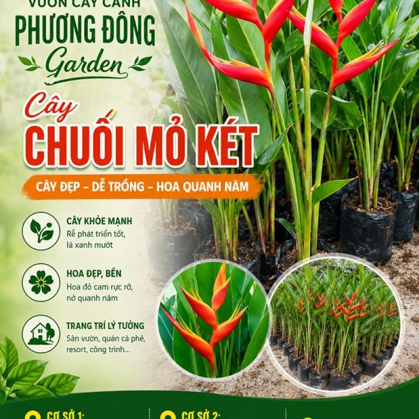 Cây chuối mỏ két