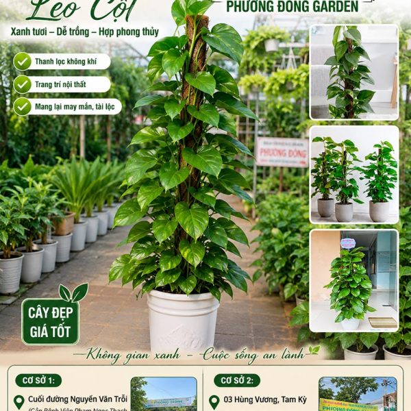 Cây Trầu Bà Cọc