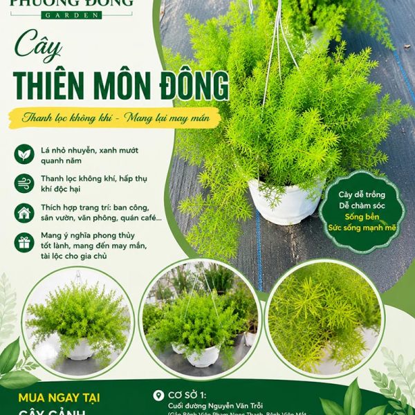 Cây thiên môn đông