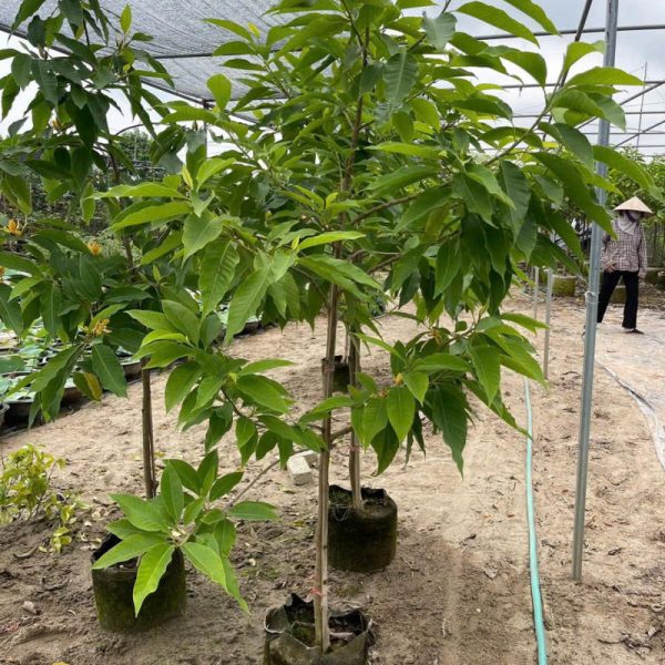 Cây ngọc lan - Đặc điểm, ý nghĩa, công dụng, cách trồng và chăm sóc cây ngọc lan