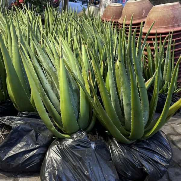 Cây nha đam - Đặc điểm, giá bán, ý nghĩa, công dụng, cách trồng và chăm sóc cây nha đam