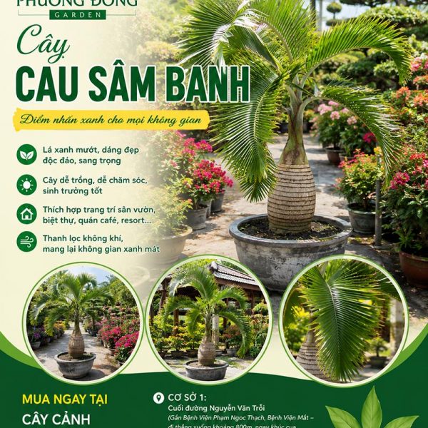 Cây cau sâm banh - Đặc điểm, giá bán, ý nghĩa, công dụng, cách trồng và chăm sóc cây cau sâm banh