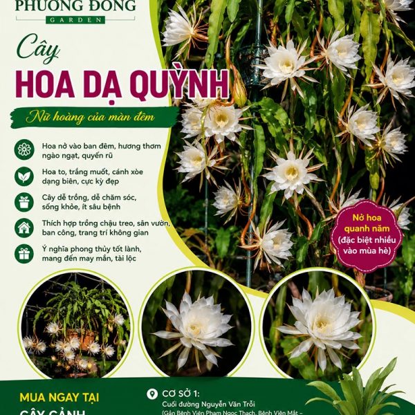 Cây hoa dạ quỳnh