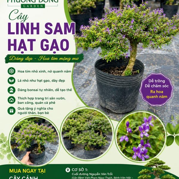 Cây linh sam hạt gạo