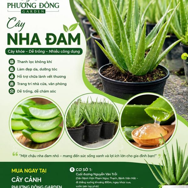 Cây nha đam - Đặc điểm, giá bán, ý nghĩa, công dụng, cách trồng và chăm sóc cây nha đam