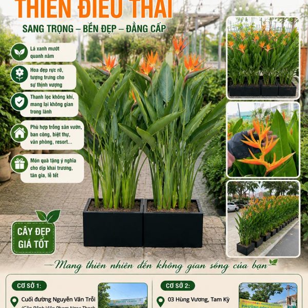 Cây thiên điểu Thái
