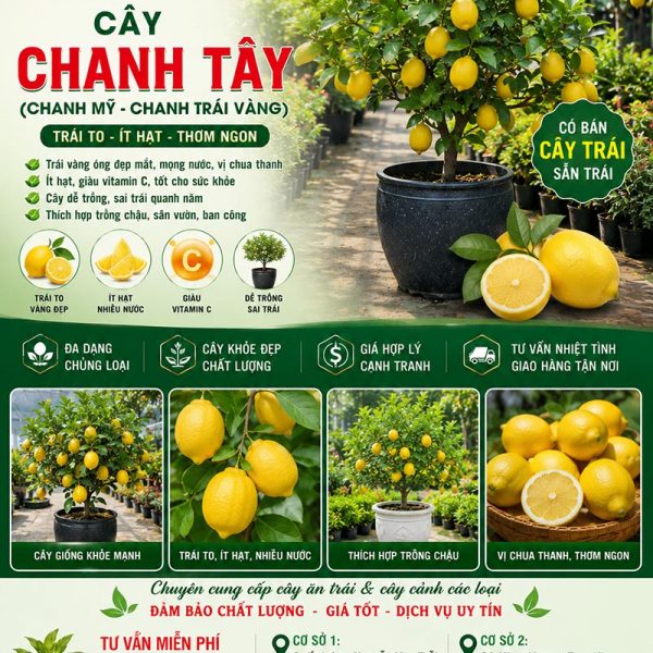 Cây chanh mỹ - cây chanh tây