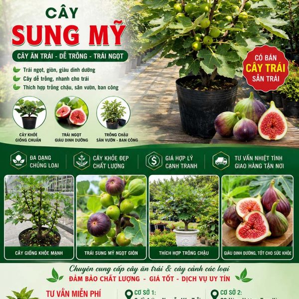 Cây sung mỹ