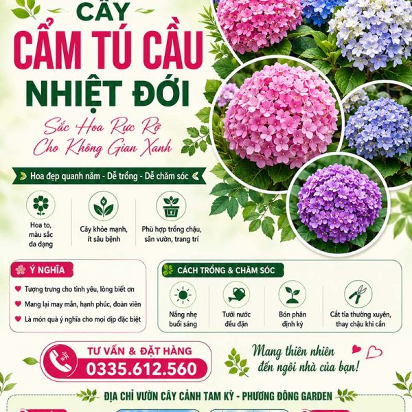 Cây hoa cẩm tú cầu nhiệt đới