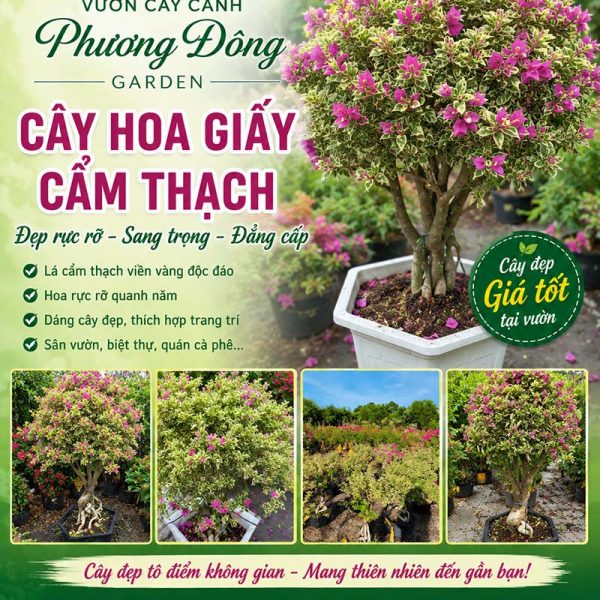 Cây hoa giấy cẩm thạch