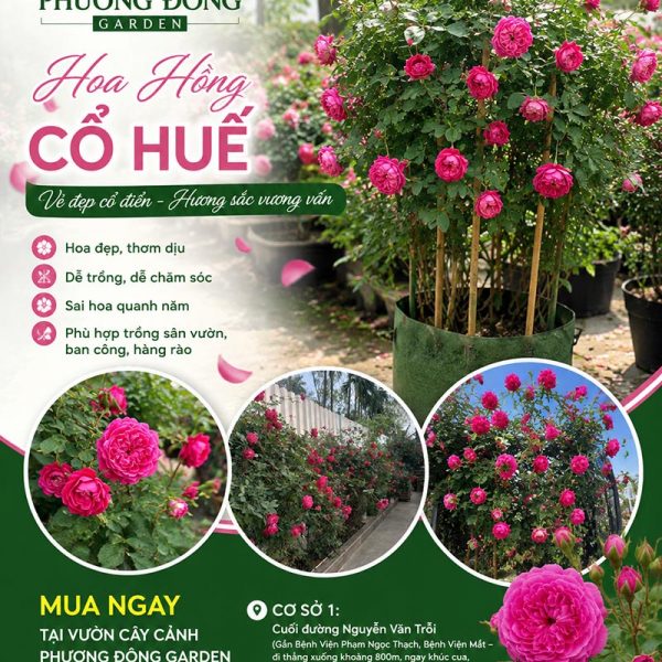 Cây hoa hồng cổ Huế