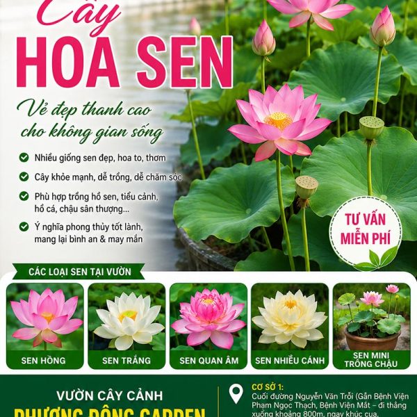Cây hoa sen