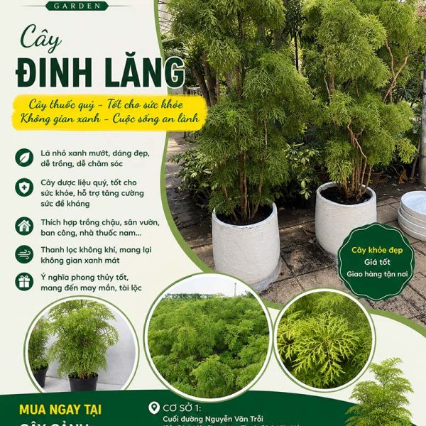 Cây đinh lăng