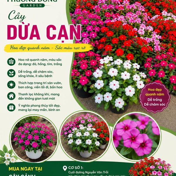 Cây dừa cạn
