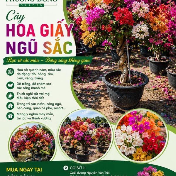 Cây hoa giấy ngũ sắc