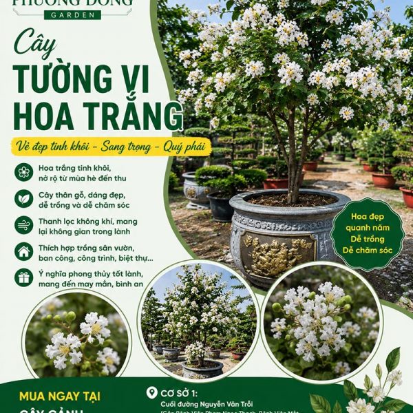 Cây tường vi hoa trắng